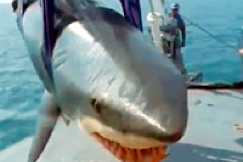 man eating mako shark