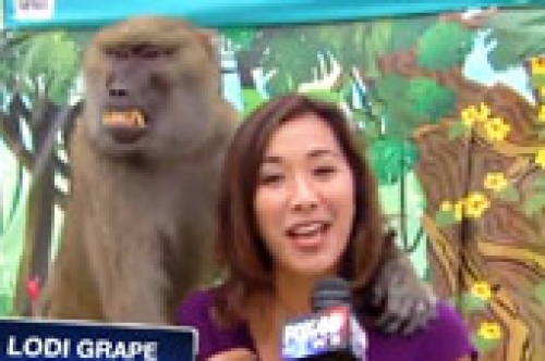 baboon grabs fox 40 reporter sabrina rodriguez s boob