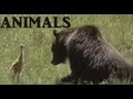 funny animal clips