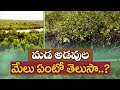 special story on mangrove forests
