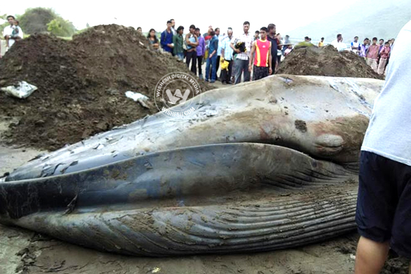 42 feet Giant Blue Whale