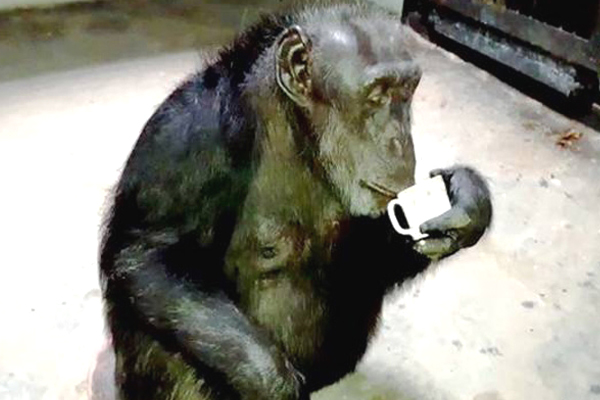 Subrata Roy pet Chimpanzee