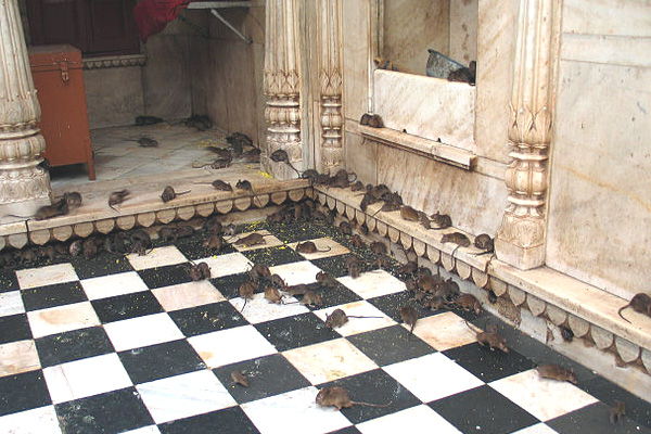 Karni Mata Temple History