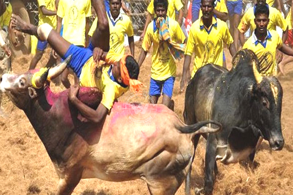 Promulgate Ordinance on Jallikattu