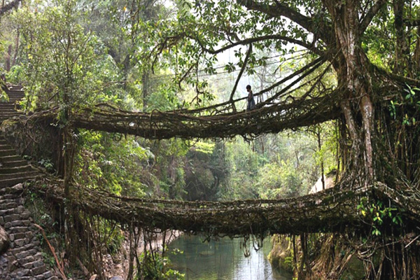 Double Decker Living Root Bridge