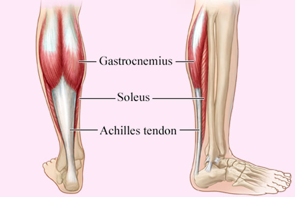 Calf Muscles