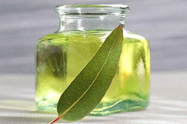 Eucalyptus Oil