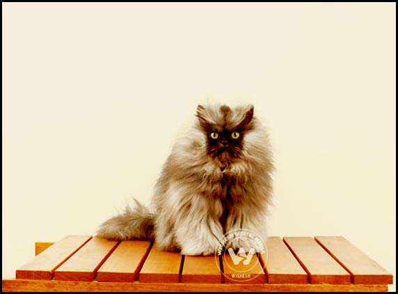 Colonel Meow Worlds Hairiest Cat