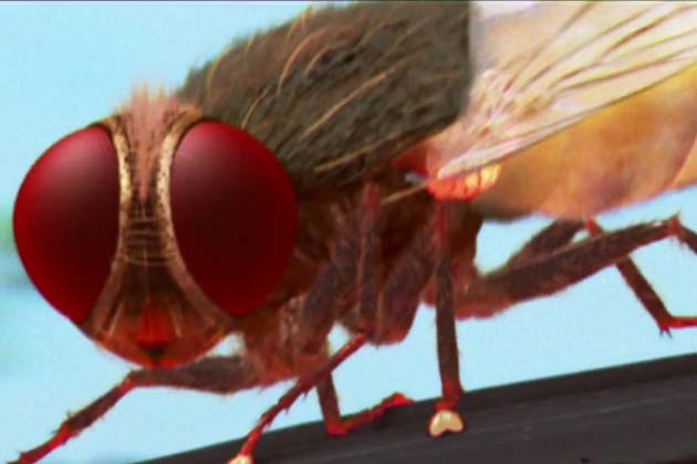 eega4