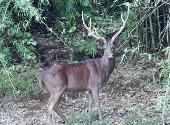 Melanistic-animals-01