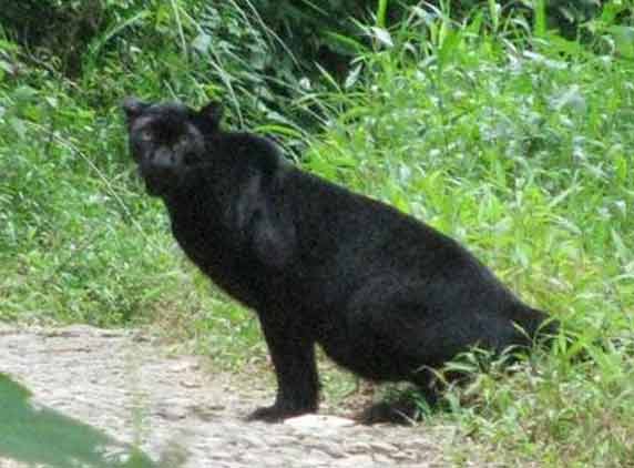 Melanistic-animals-02