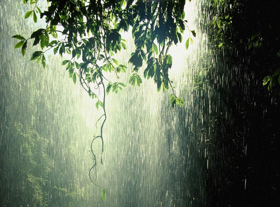Rain-Forest-10