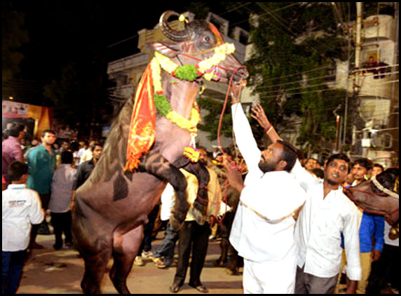 Sadar-festival-in-Hyderabad 2