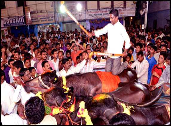 Sadar festival in Hyderabad 1