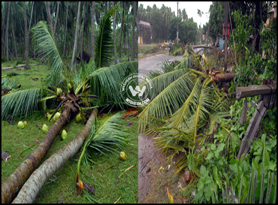 coconut trees felled due Helen Cyclone