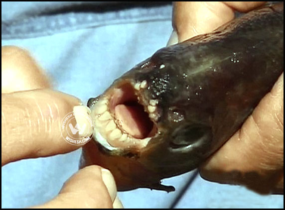 Piranha-like-fish