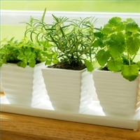 a garden center or nursery,a window herb garden include chives, mint, thyme, parsley, basil, marjoram, oregano and rosemary,a good-quality, well-drained commercial potting soil,To Grow Herbs at home TIPS