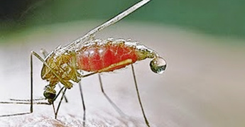 malaria