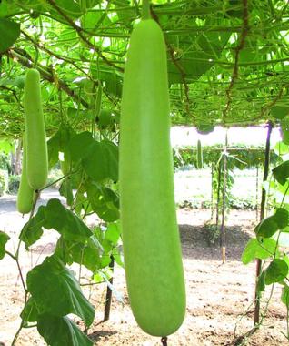 BOTTLE_GOURD_2