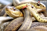 UP news, UP house snakes, 186 snakes found in a house in up, Snakes