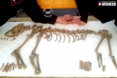 20000 year remains of wolf, Weird facts, 20000 year old remains of wolf found, Museum