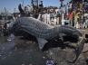 dead shark, , giant dead shark found in karachi fish harbor, Shark
