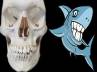 dental, predator, shark teeth no stronger than human, Predator
