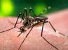 Apollo Gleneagles, Virus, dengue claims two more lives total 9 dead, Eagle