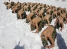 Pyeongchang., North Korea, south korean troops shred to train in snow and ice, Pyeongchang