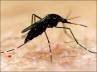 NGO, NGO, an ngo survey reveals that dengue is more active than estimated, Bmc