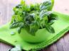basil leaf, holy basil leaf, stay naturally healthy with tulsi leaf, Asthma