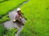 weather pattern, Kharif, september rains to help rice crops, El nino