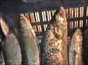 King of Fish, King of Fish, hilsa prices skyrocket to prohibitive rates, Hilsa