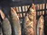 King of Fish, , hilsa prices skyrocket to prohibitive rates, Hilsa