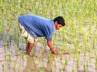 'system of rice intensification' (SRI), global record, bihar beats china s paddy production record, Nalanda