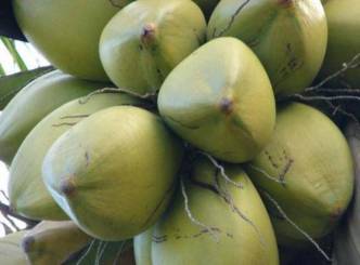 Teen brutally beaten and strangulated to death for stealing a coconut