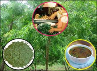 Importance of neem in our tradition!
