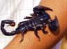 Scorpion sting, Chinese, china complex awakened by scorpions another modus for forced eviction, Scorpio