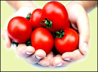 Tomatoes&#039; Contribution to Health