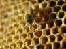 Benifits of Honey, health benifits of Honey., health benefits of honey, Health benifits