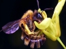 parasitic fly, GMO crops, parasitic fly could be responsible for disappearing honeybees, San francisco