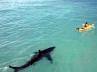 New Zealand coast, shark kills man, great white shark kills a man, Shark