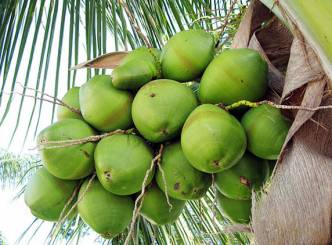 Coconut water for good health