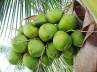 Coconut water, Coconut water, coconut water for good health, Coconut water