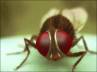 Eega revie, Telugu movie, eega in hindi by this year end, Eega movie