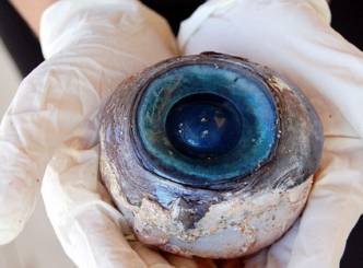 Giant eye ball recovered off Florida beach