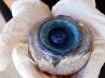 Florida Fish and Wildlife Research Institute, Florida Fish and Wildlife Research Institute, giant eye ball recovered off florida beach, Biologists