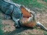 Sumatra., Indonesia, 10 years old indonesian girl grabbed and killed by crocodile, Crocodile