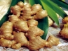 Ginger spicy, Ginger cures cold, pirating indian ginger patenting thwarted by alert authorities, Fm patent