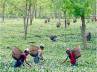 tinsukia, tea estate owners charred, tea estate owners set on fire by workers, Tinsukia